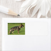 Deutscher Schäferhund Sable Voll (Insitu)