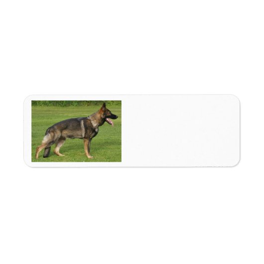 Deutscher Schäferhund Sable Voll (Vorne)