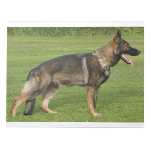 Deutscher Schäferhund Sable Voll Notizblock