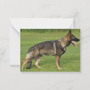 Deutscher Schäferhund Sable Vollständig Mitteilungskarte