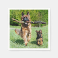 Deutscher Schäferhund