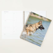 Deutscher Schäferhund springt ins Wasser Planer (Anzeige)