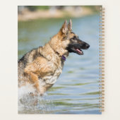Deutscher Schäferhund springt ins Wasser Planer (Rückseite)