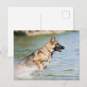 Deutscher Schäferhund springt ins Wasser Postkarte (Vorne/Hinten)
