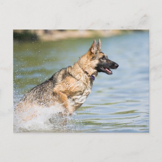 Deutscher Schäferhund springt ins Wasser Postkarte (Vorderseite)