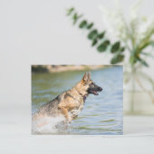 Deutscher Schäferhund springt ins Wasser Postkarte (Stehend Vorderseite)