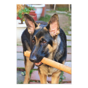 Deutscher Schäferhund von Shirley Taylor Fotodruck