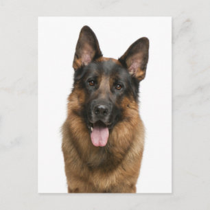 Deutscher Schäferhund-Welpe-Hund-Leere Postkarte