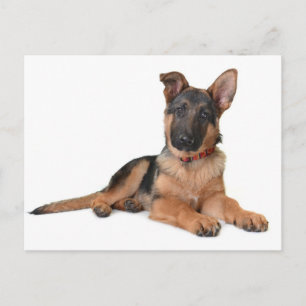 Deutscher Schäferhund-Welpe-Hund Leere Postkarte