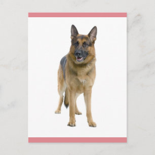 Deutscher Schäferhund Welpen-Hund Leere Postkarte