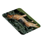 Deutscher Schäferstand Magnet (Rechte Seite)