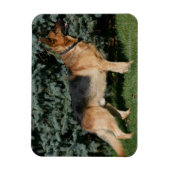 Deutscher Schäferstand Magnet (Vertikal)