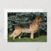 Deutscher Schäferstand Postkarte (Vorne/Hinten)