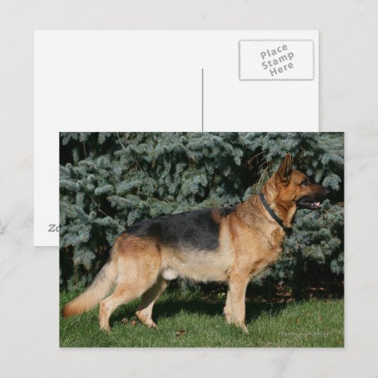 Deutscher Schäferstand Postkarte (Vorne/Hinten)