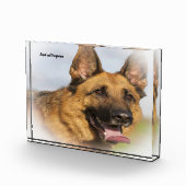 Deutscher Schafhund. Fotoblock (Rechts)