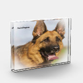 Deutscher Schafhund. Fotoblock (Links)