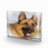 Deutscher Schafhund. Fotoblock (Rechts)