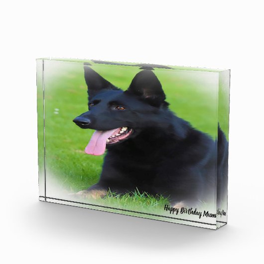 Deutscher Schafhund. Fotoblock (Rechts)