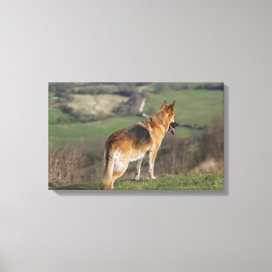 Deutscher Shephard Blick nach unten Leinwanddruck (Vorderseite)