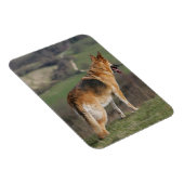 Deutscher Shephard Blick nach unten Magnet (Rechte Seite)