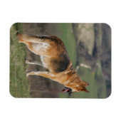 Deutscher Shephard Blick nach unten Magnet (Horizontal)