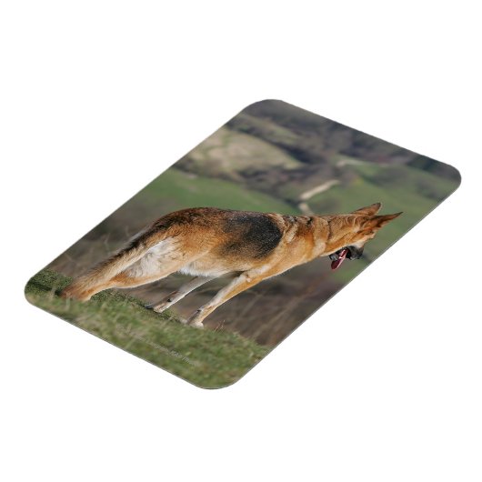 Deutscher Shephard Blick nach unten Magnet (Linke Seite)