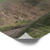 Deutscher Shephard Blick nach unten Poster (Ecke)