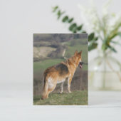 Deutscher Shephard Blick nach unten Postkarte (Stehend Vorderseite)