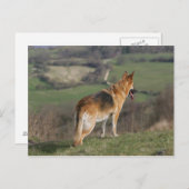 Deutscher Shephard Blick nach unten Postkarte (Vorne/Hinten)