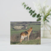 Deutscher Shephard Blick nach unten Postkarte (Stehend Vorderseite)