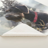 Deutsches Drahthaar Pointer, GWP Sherpadecke (3/4)