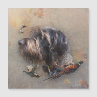 Deutsches Drahthaar Pointer