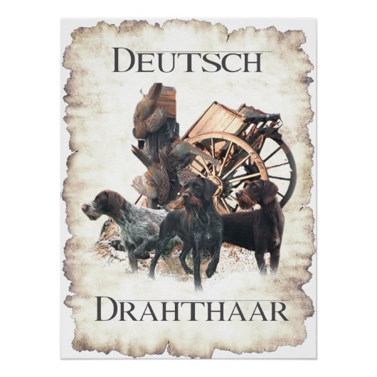 Deutsches Drahthaar Pointer Pedestale Schildkröte Poster (Vorderseite)