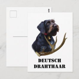 Deutsches Drahthaar Pointer Postkarte