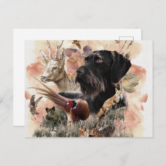 Deutsches Drahthaar Pointer Postkarte (Vorne/Hinten)