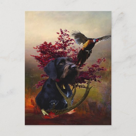 Deutsches Drahthaar Pointer Postkarte (Vorderseite)