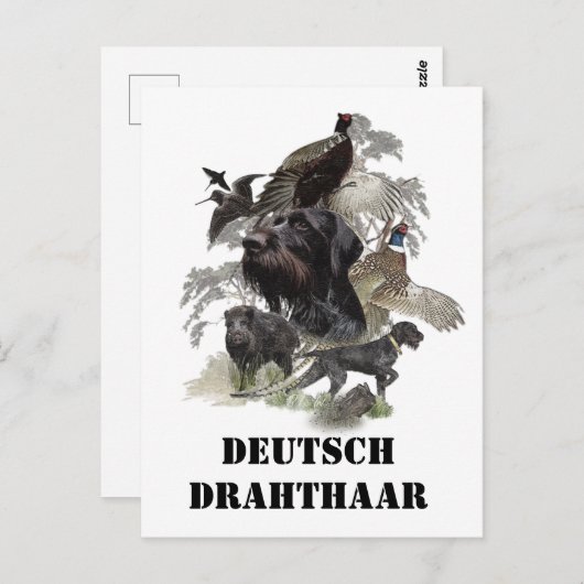 Deutsches Drahthaar Pointer Postkarte (Vorne/Hinten)
