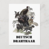 Deutsches Drahthaar Pointer Postkarte (Vorderseite)