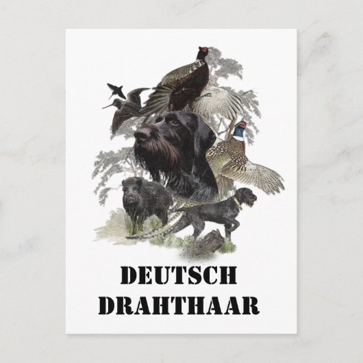 Deutsches Drahthaar Pointer Postkarte (Vorderseite)