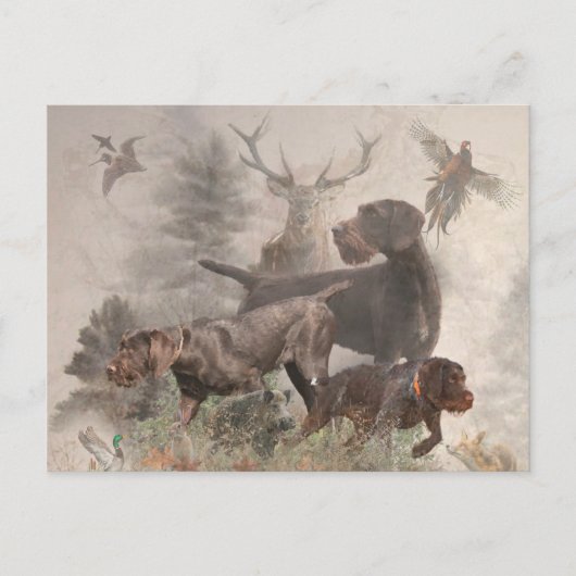 Deutsches Drahthaar Pointer Postkarte (Vorderseite)