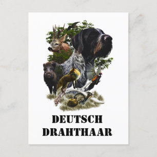 Deutsches Drahthaar Pointer Postkarte