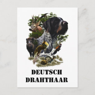 Deutsches Drahthaar Pointer Postkarte