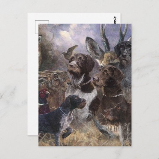 Deutsches Drahthaar Pointer Postkarte (Vorne/Hinten)