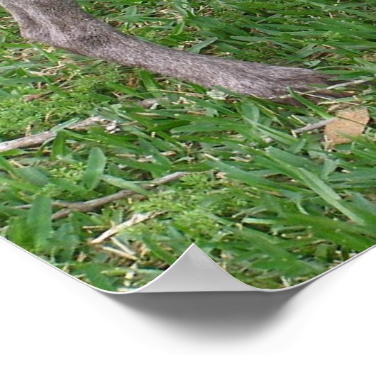 Deutsches Kurzpointer Poster (Ecke)