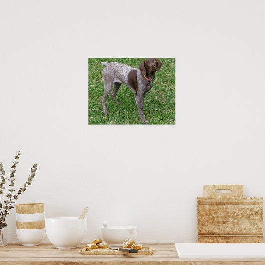 Deutsches Kurzpointer Poster (Küche)