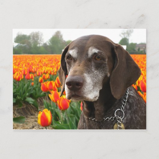 Deutsches Kurzzeigerfeld Postkarte (Vorderseite)