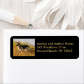 Deutsches Schäferhund-Rücksendekennzeichen (Insitu)