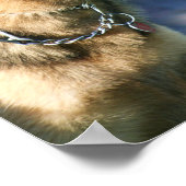 Deutsches Schäferposter Poster (Ecke)