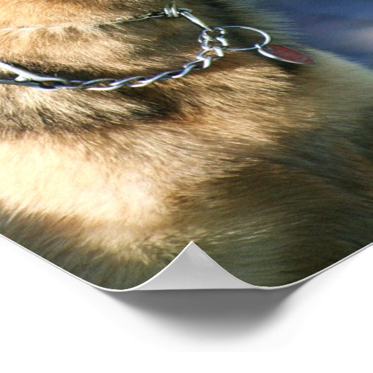 Deutsches Schäferposter Poster (Ecke)