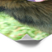 Deutsches Schäferposter Poster (Ecke)